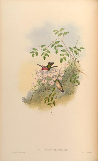 Calothorax calliope = Stellula calliope de John Gould